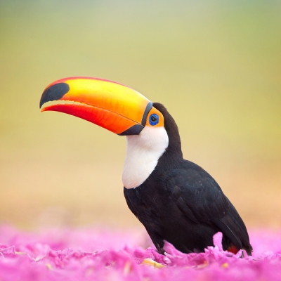 Toco Toucan among flowers in the Pantanal