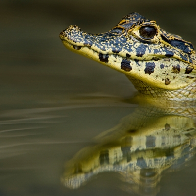 Young yacare caiman swimming in the Pantanal