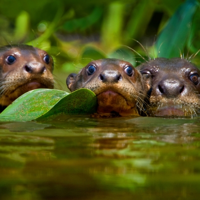 Giant otters swimming in the Pantanal