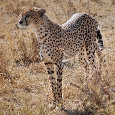 A cheetah standing in dry grass