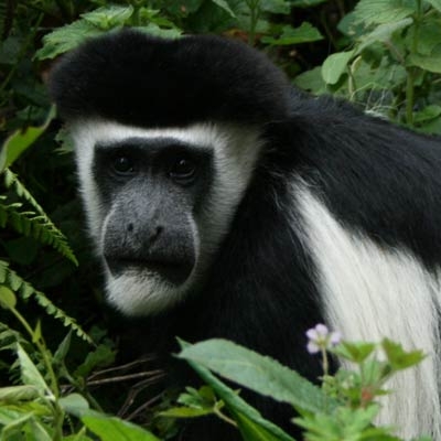 Monkey
