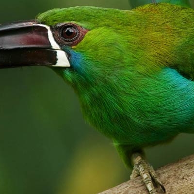 close up of bird