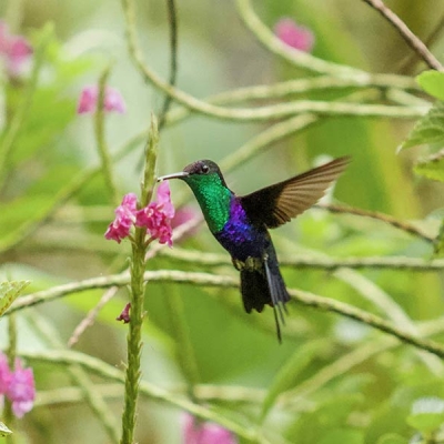 A hummingbird in flight feeds on porterweed flowers