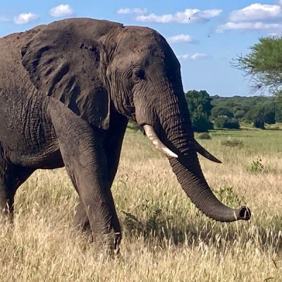 An adult elephant walking through grass with trees in background