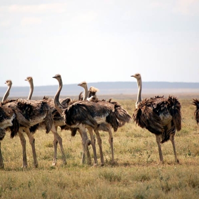 A group of female ostriches stands on grassland
