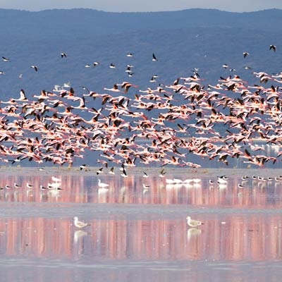 View of water with hundreds of flamingos in the distance