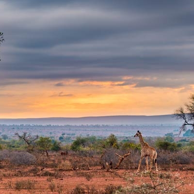 Wide shot of sunrise and open landscape with a giraffe in the distance