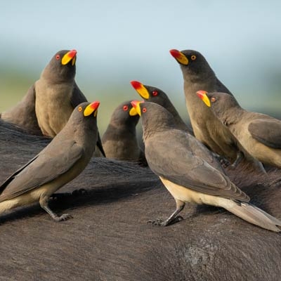 seven birds sitting on the back of a buffalo