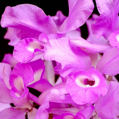 Close-up of orchid petals