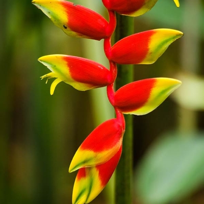 Hanging lobster claw heliconia
