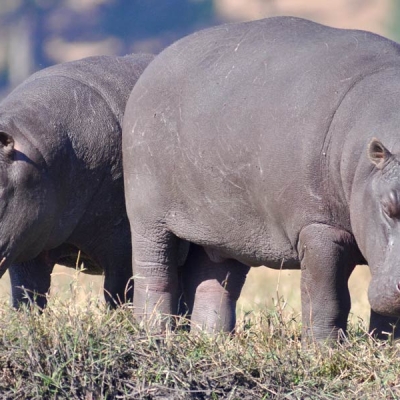 Two hippos standing side by side