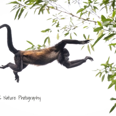 A howler monkey leaping between trees