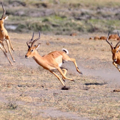 Three impalas running in a savanna landscape