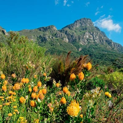Wide view of yellow flowers with mountains in the distance