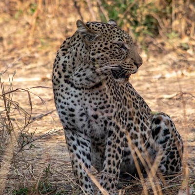 Leopard sitting