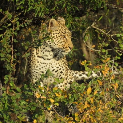 A leopard resting in vegetation
