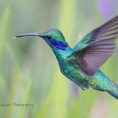 Lesser Violetear hummingbird in flight