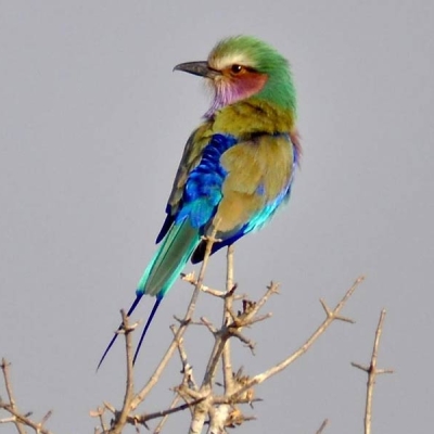 A Lilac-breasted Roller bird perched on a thorny branch