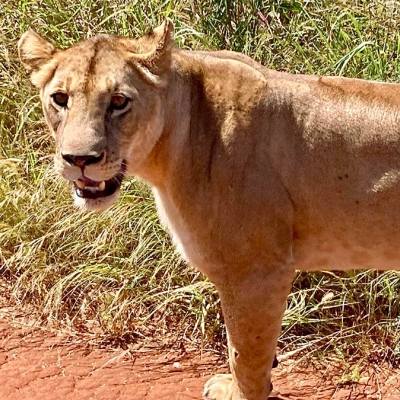 A female lion