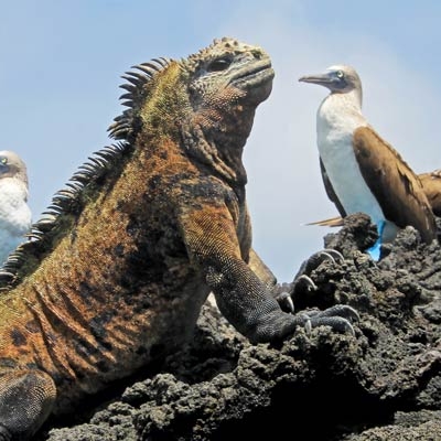 Marine iguana sitting on a rock surrounded by five blue-footed boobies