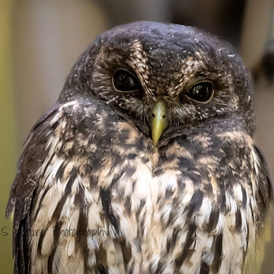 Close-up of a Mottled Owl
