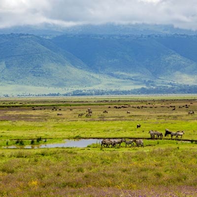 landscape view of grassy expanse with animals grazing in the distance