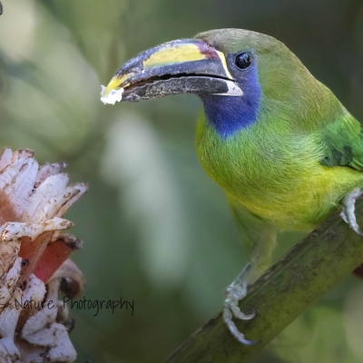 Northern Emerald-Toucanet perched on a branch