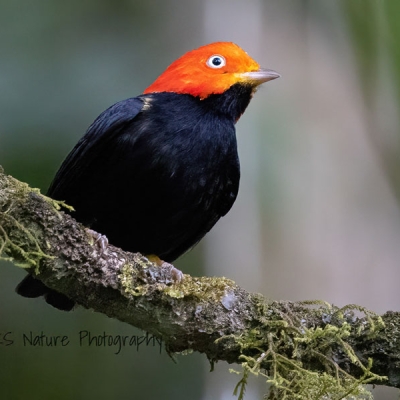 Red-capped Manakin bird perched on a mossy branch