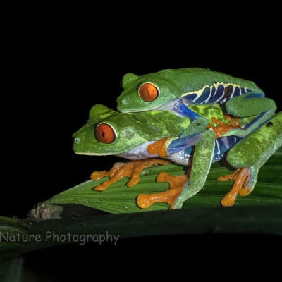 Two red-eyed tree frogs on a leaf