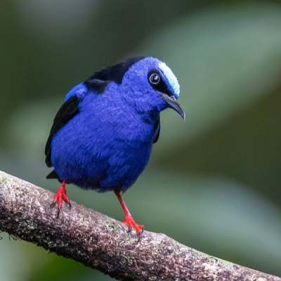 Red-legged Honeycreeper perched on a branch