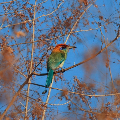 Russet-crowned Motmot on a branch