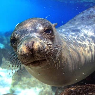 Underwater sea lion facing the camera