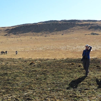 Two people smile and walk through low grass with a small herd of zebras in the background