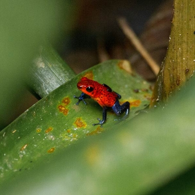 Closeup of a poison dart frog on a leaf
