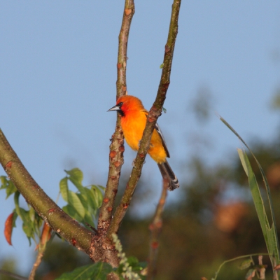 Streak-backed Oriole on a branch