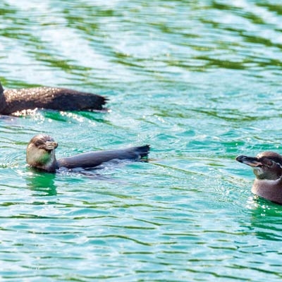 Three penguins float in the water