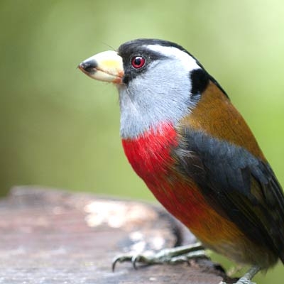 close-up of a bird