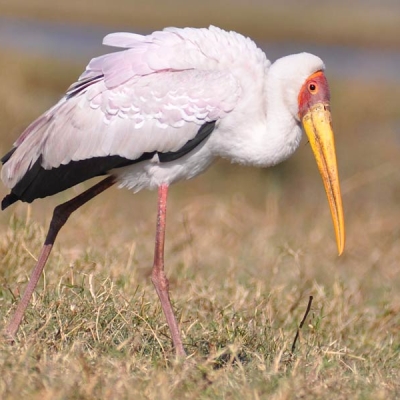 A Yellow-billed Stork stands in low grass