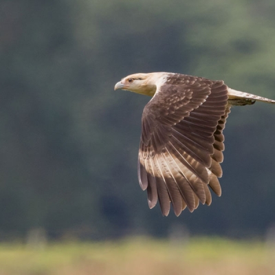 Yellow-headed Caracara in flight