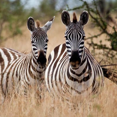 Two zebras standing next to eachother
