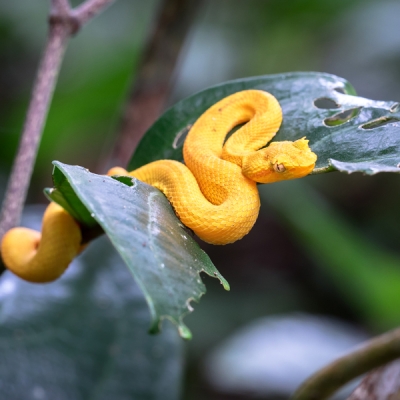 Eyelash Viper on a leaf