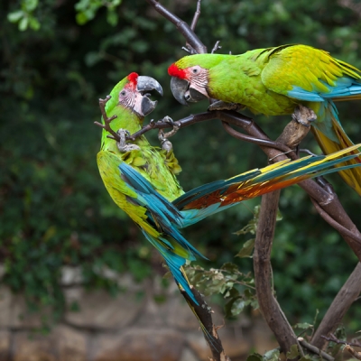 Two Great Green Macaws facing each other