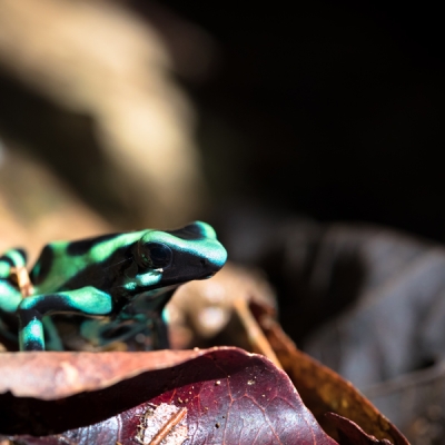Green and Black Poison Dart Frog sitting on a leaf