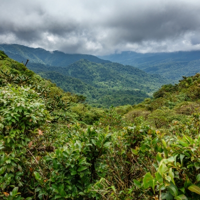 Lush green landscapes of Monteverde Cloud Forest Reserve