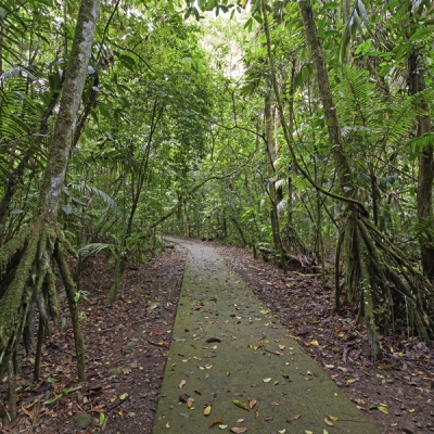 Walking palms along a trail in La Selva Research Station