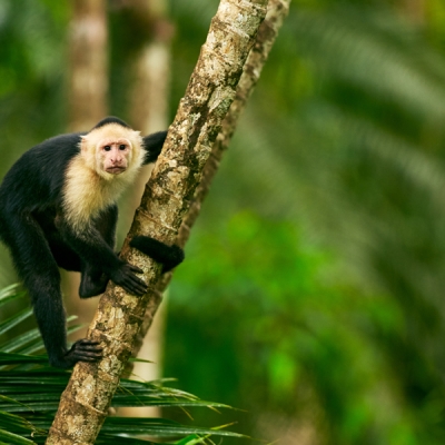 Central American White-faced Capuchin monkey on a tree branch