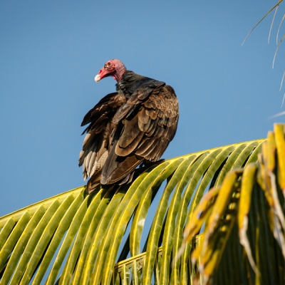 Turkey Vulture on a Palm Tree in Oaxaca