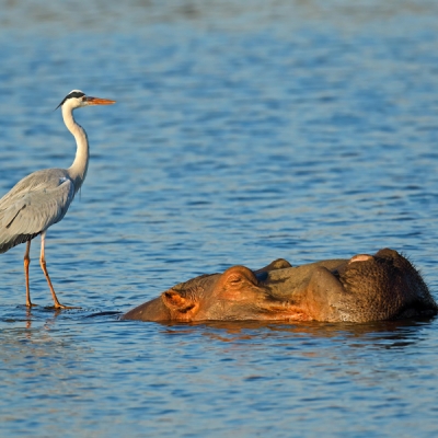 Gray Heron on top of a hippo submerged in water at Kruger National Park