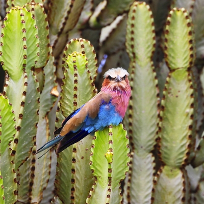 Lilac-breasted Roller on a cactus