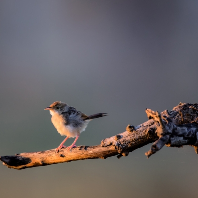 Rattling Cisticola on a branch in Kruger National Park